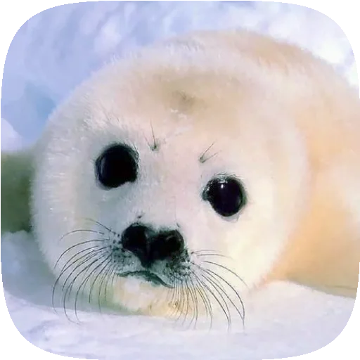 Pusa Seal stiker 🦭