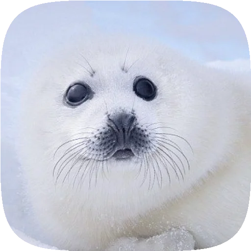 Telegram Sticker «Pusa Seal» 🦭