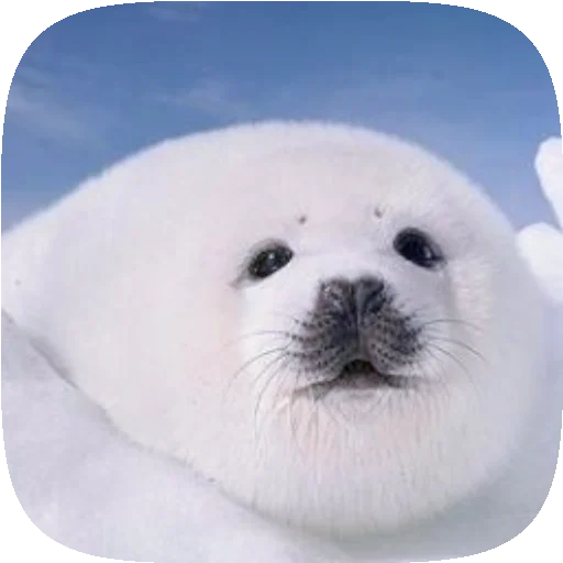 Telegram stiker «Pusa Seal» 🦭