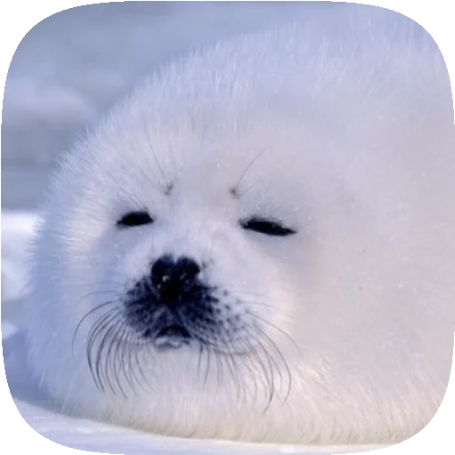 Pusa Seal sticker 🦭