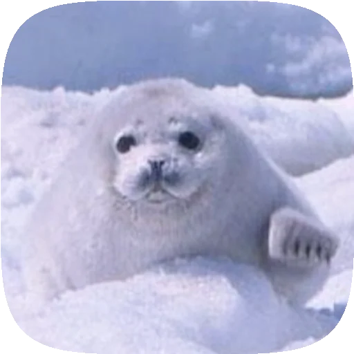 Стикер Pusa Seal 🦭
