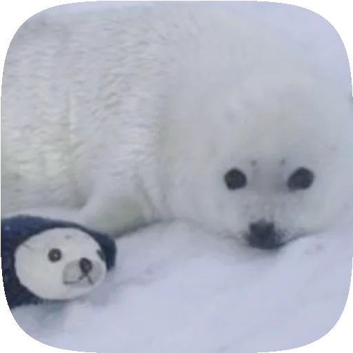 Стікер Pusa Seal 🦭