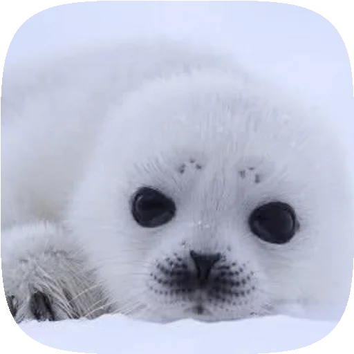 Pusa Seal sticker 🦭