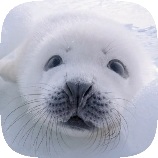 Telegram Sticker «Pusa Seal» 🦭