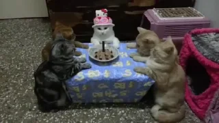 Стікер Pussies Pack 🎂
