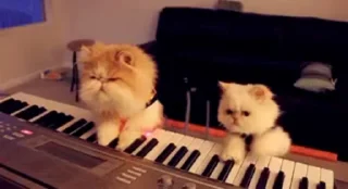Стікер Pussies Pack 🎹