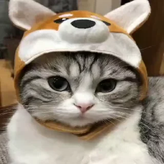 Kitty emoji 🐈