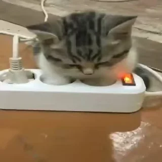 Эмодзи Kitty 🐈