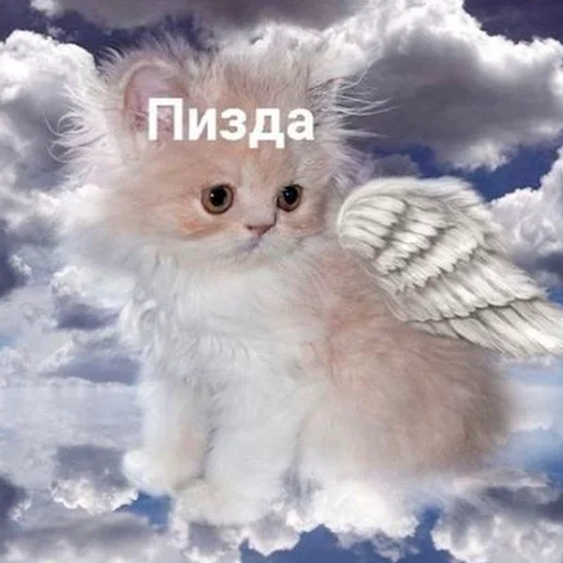 Telegram stiker «Pussys ➡️» 🥴
