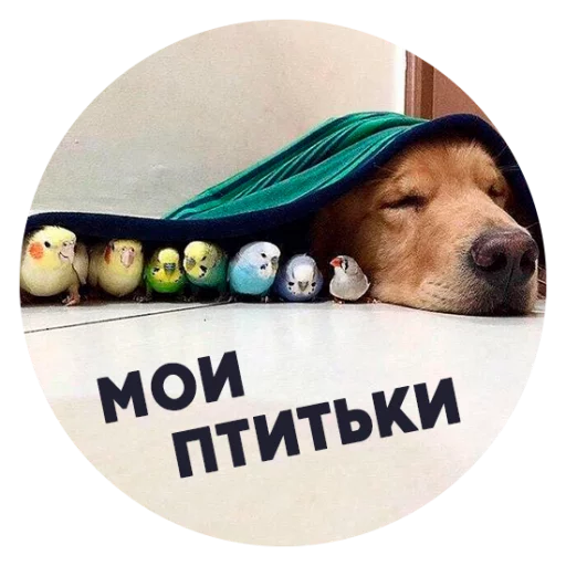 Telegram Sticker «? Пёськи тьмок» 