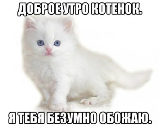 Стікер Telegram «пикчи и коти» 🤍