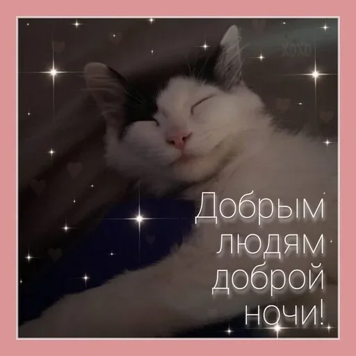 Telegram Sticker «Котики и фразочки» 🫶