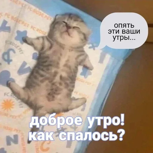 Telegram Sticker «Котики и фразочки» 😻