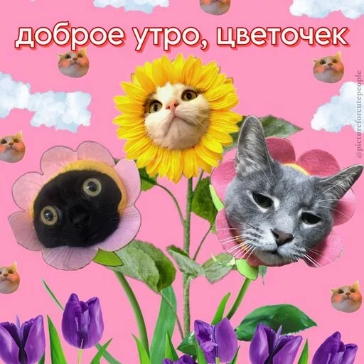 Telegram Sticker «Котики и фразочки» 🌺