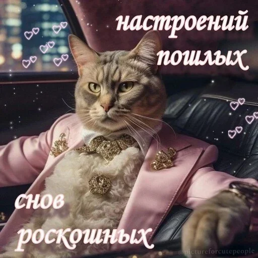 Стікер Telegram «Котики и фразочки» 🌠