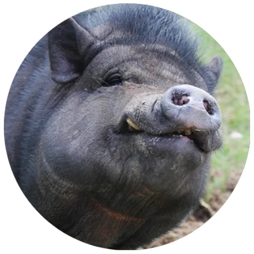 Telegram stiker «Свиньи» 😉