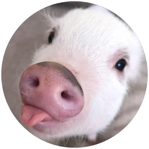 Telegram stiker «Свиньи» 😜