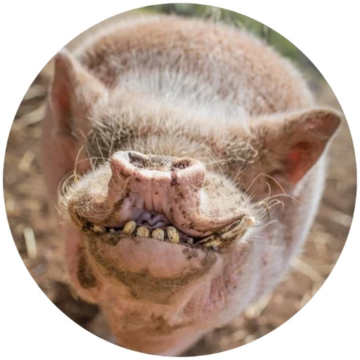 Telegram stiker «Свиньи» 😆