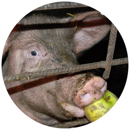Telegram stiker «Свиньи» 🍏