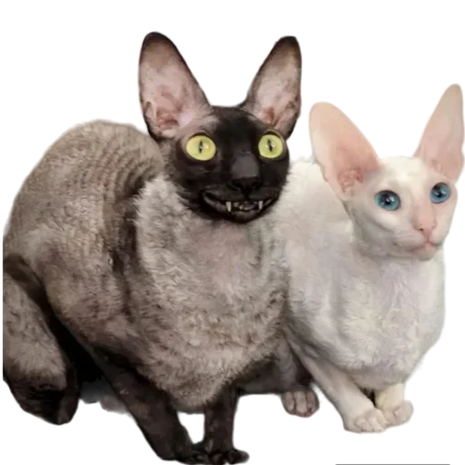 Telegram Sticker «Cats | Котики» 👩‍❤️‍💋‍👨