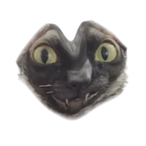 Telegram Sticker «Cats | Котики» 🤍