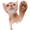 Эмодзи телеграм Kitties