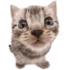 Telegram emoji Kitties