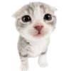 Эмодзи телеграм Kitties