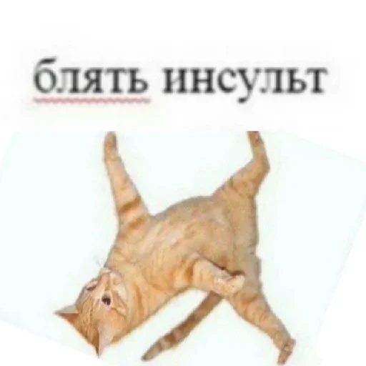 Telegram stiker «Почему я кот» 😪