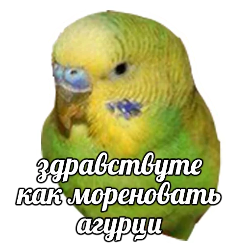 Telegram stickers ПОДБОРКА МЕМОВ part 7