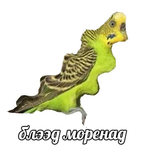 Telegram Sticker «ПОДБОРКА МЕМОВ part 7» ?