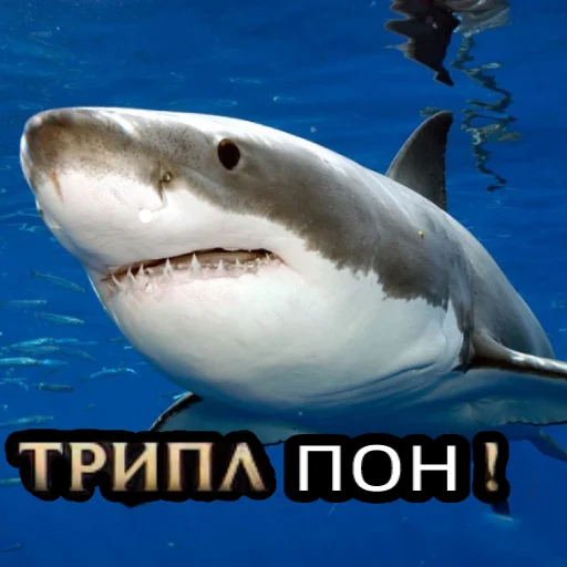 Telegram Sticker «Пон» 🐟