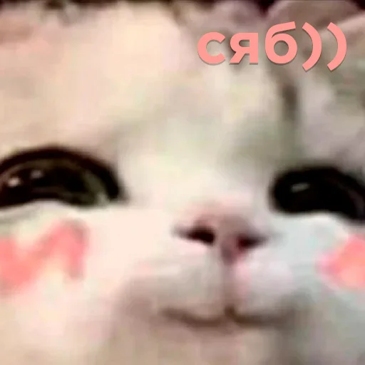 Telegram stiker «Cats memes» ☺️