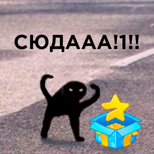 Telegram stiker «Cats memes» 🥳