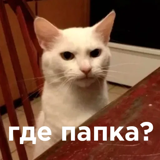 Эмодзи Cats memes 🤨
