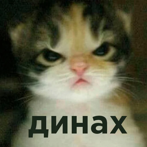 Стикер Cats memes 🖕