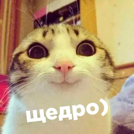 Telegram stiker «Cats memes» 👍