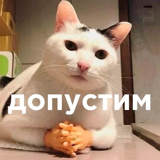 Telegram Sticker «Cats memes» 😑