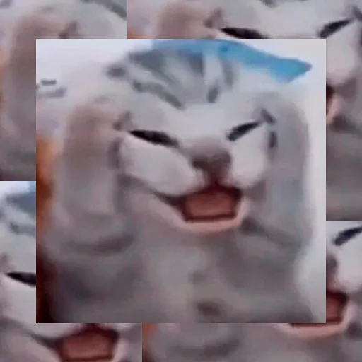 Telegram stiker «Cats memes» 😿
