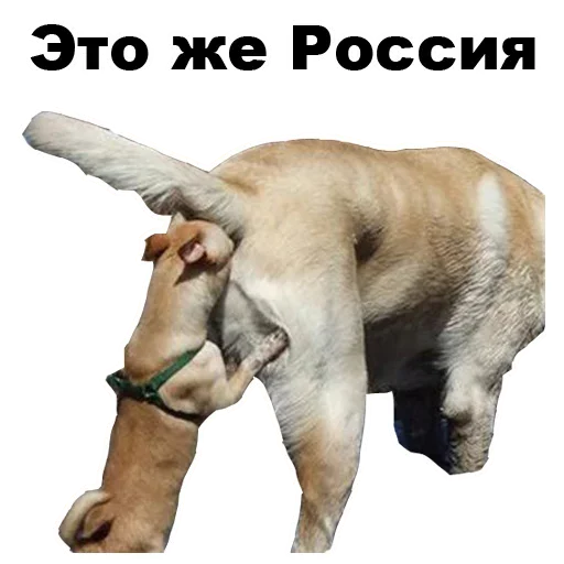 Telegram Sticker «Dogs» 🤯