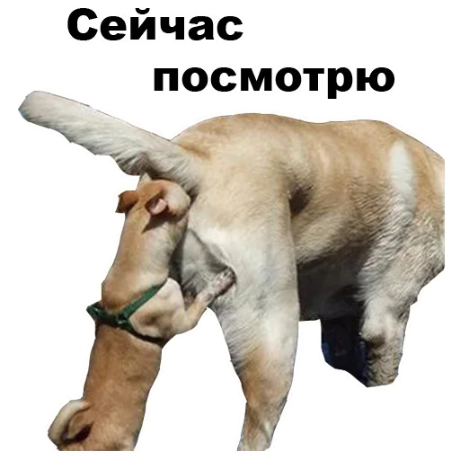 Telegram Sticker «Dogs» 😥