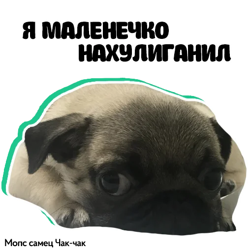 Telegram Sticker «Pug Chak-chak (мопс самец Чак-чак)» 😉