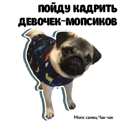 Telegram Sticker «Pug Chak-chak (мопс самец Чак-чак)» 😎