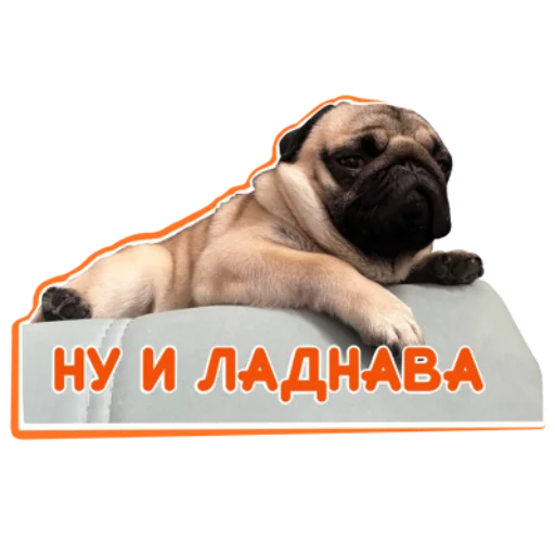Telegram Sticker «Pug Chak-chak (мопс самец Чак-чак)» 👍