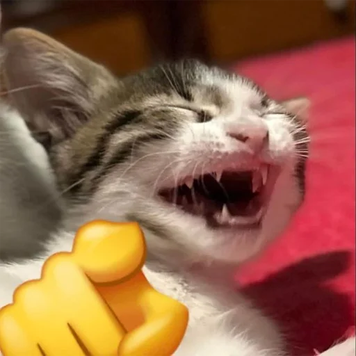 Telegram stiker «Cats memes» 😆