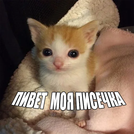 Telegram Sticker «Cats memes» 👋