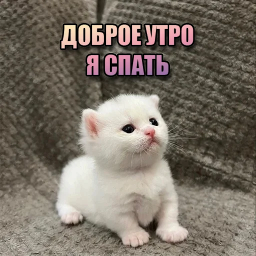 Стикер Cats memes 👋