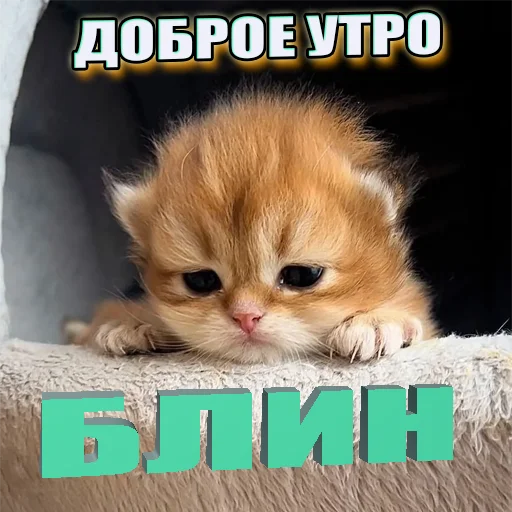 Cats memes stiker 👋