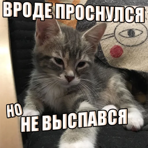 Стикер Telegram «Cats memes» 🥱