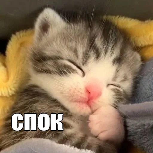 Стікер Telegram «Cats memes» 😴